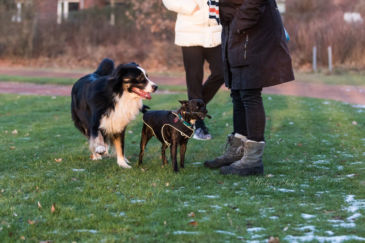 Bild 31 - Hundeshooting